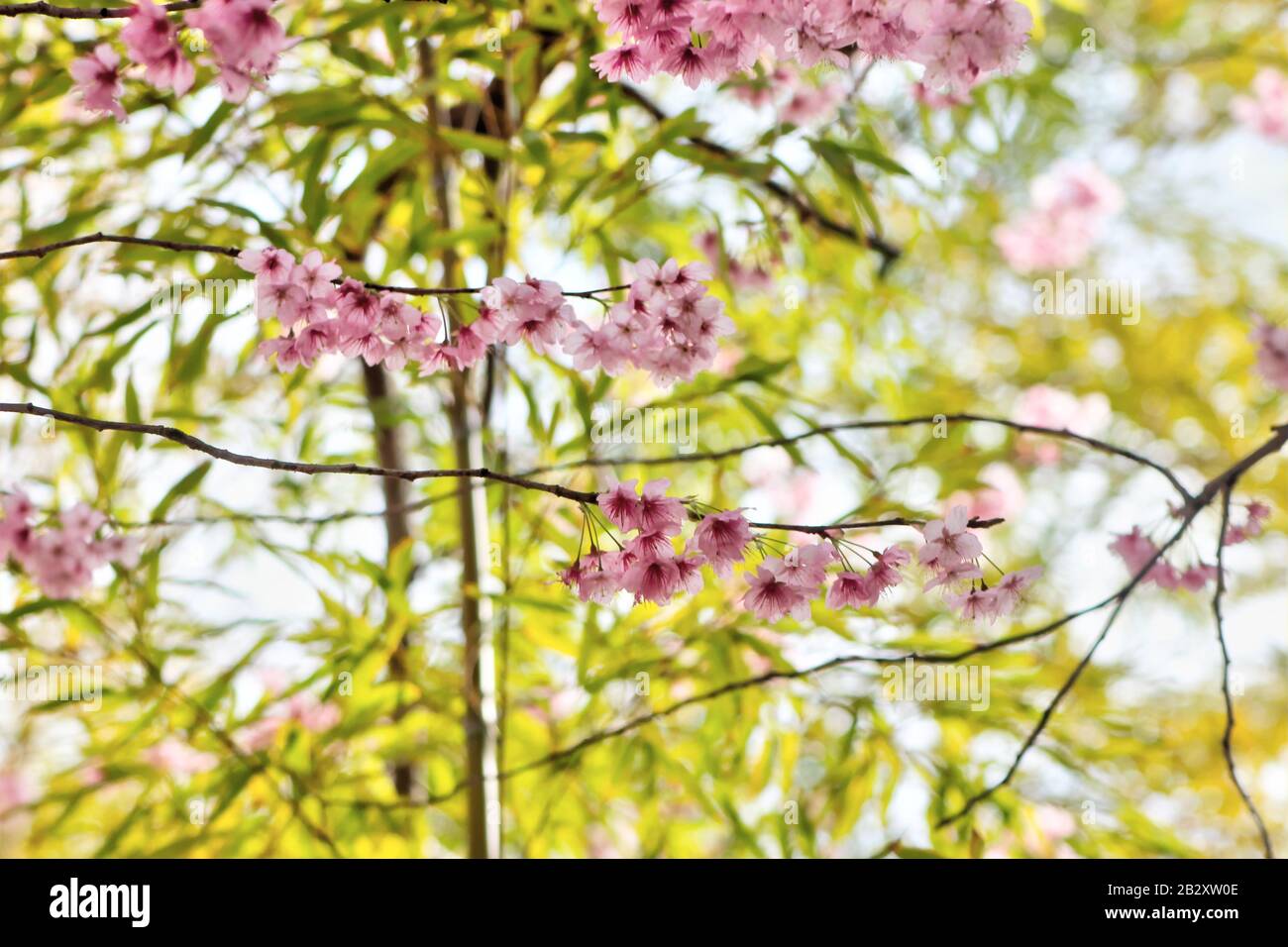 Cheery Blossom Blooming In Baehwa School A Busan, Corea Del Sud, Asia. Foto Stock