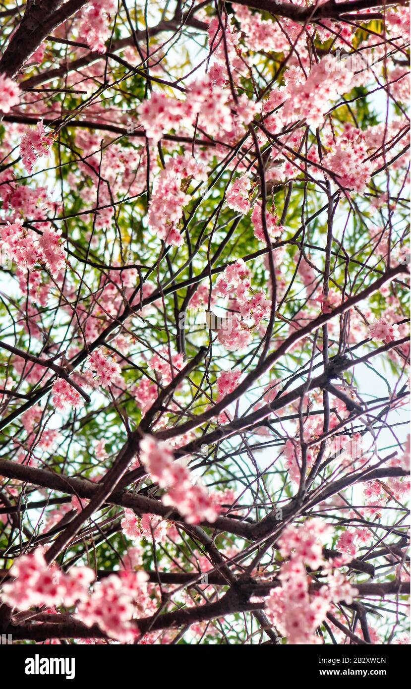 Cherry Blossom Blooming E Dongbaksae Camelia Uccello A Busan, Corea Del Sud, Asia. Foto Stock