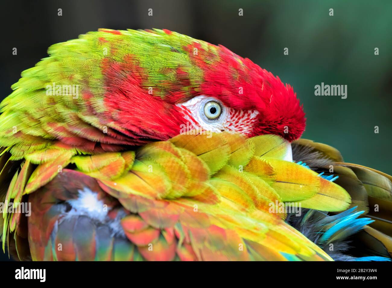 Il macaw scarlatto (Ara macao) sognando con occhi aperti vicino Foto Stock