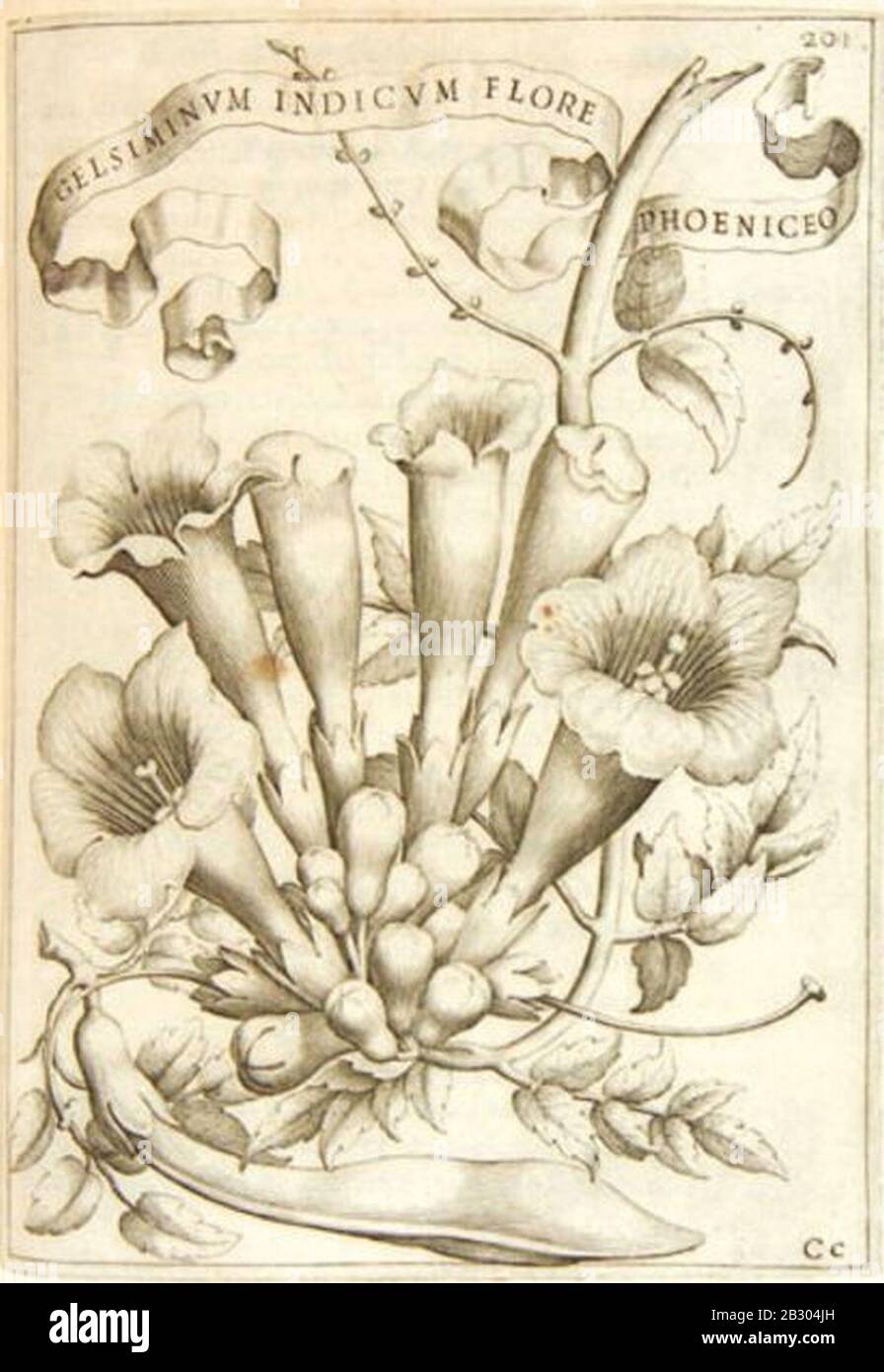 Gelsiminum Indicum - Giovanni Battista Ferrari. Foto Stock