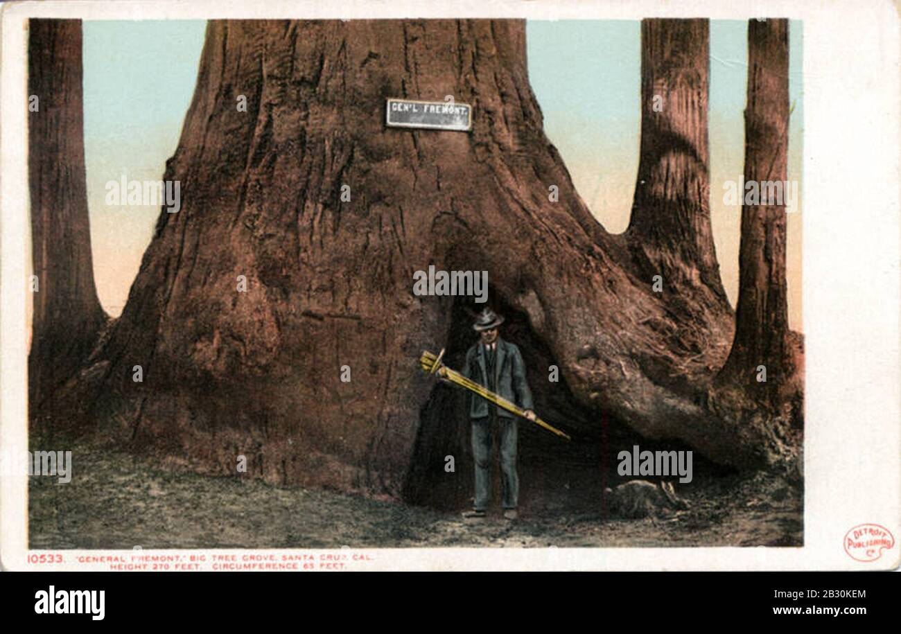 Generale Fremont, Big Tree Grove, altezza 270 piedi, circonferenza 65 piedi Foto Stock