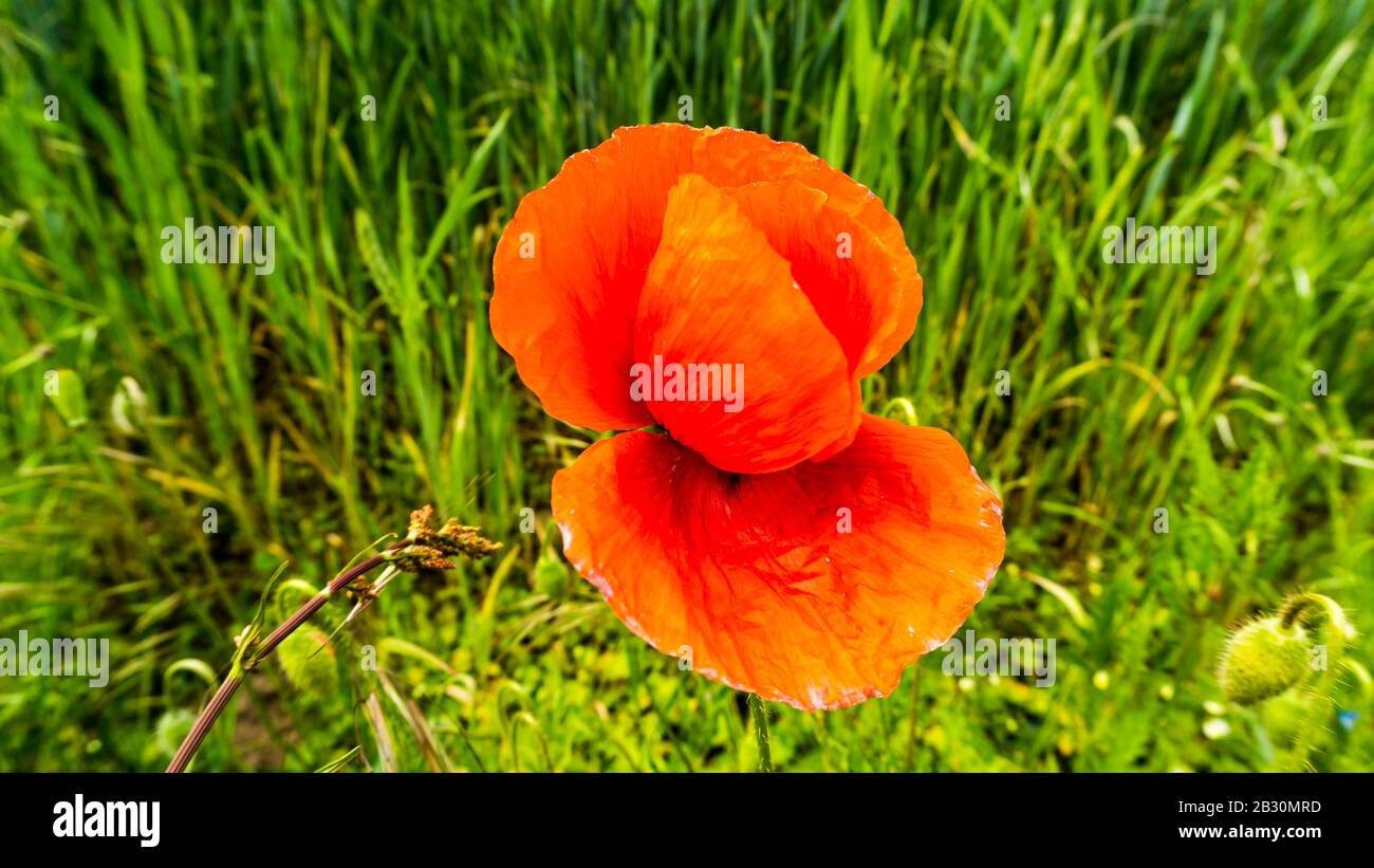 pianta di papavero di mais rosso che fiorisce vicino al terreno agricolo Foto Stock