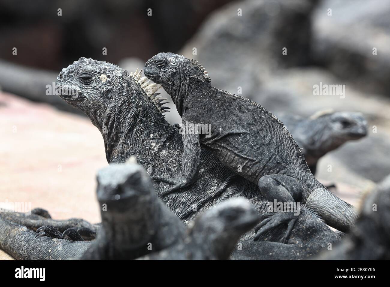Galapagos iguane marine - riscaldamento di Iguana al sole sulle rocce di origine vulcanica sull isola Fernadina, Espinoza punto. Incredibile fauna selvatica animali su isole Galapagos, Ecuador. Foto Stock