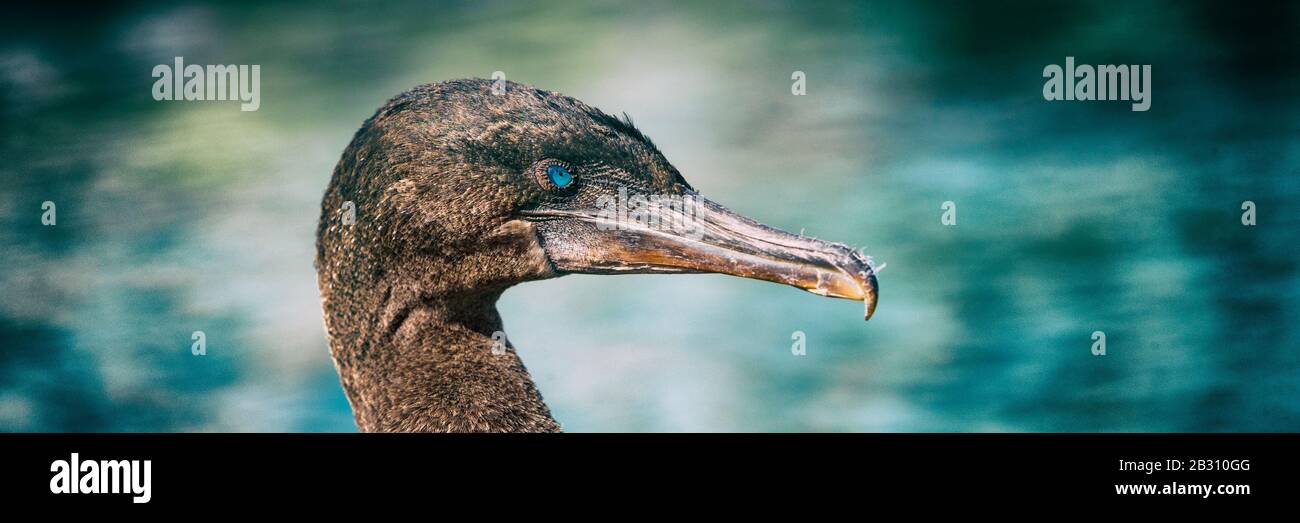 Galapagos animali fauna selvatica - uccello cormorano senza luce aka galapagos cormorani in mare sull'isola di Fernandina, Espinoza Point, Ecuador, Sud America viaggi. Primo piano dei caratteristici occhi blu. Foto Stock