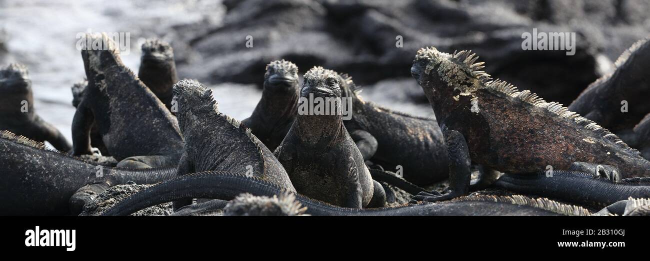 Animali. Galapagos iguane marine - riscaldamento di Iguana al sole su rocce vulcaniche su Fernandina Island, Espinoza punto. Incredibile fauna selvatica animali su isole Galapagos, Ecuador. Foto Stock