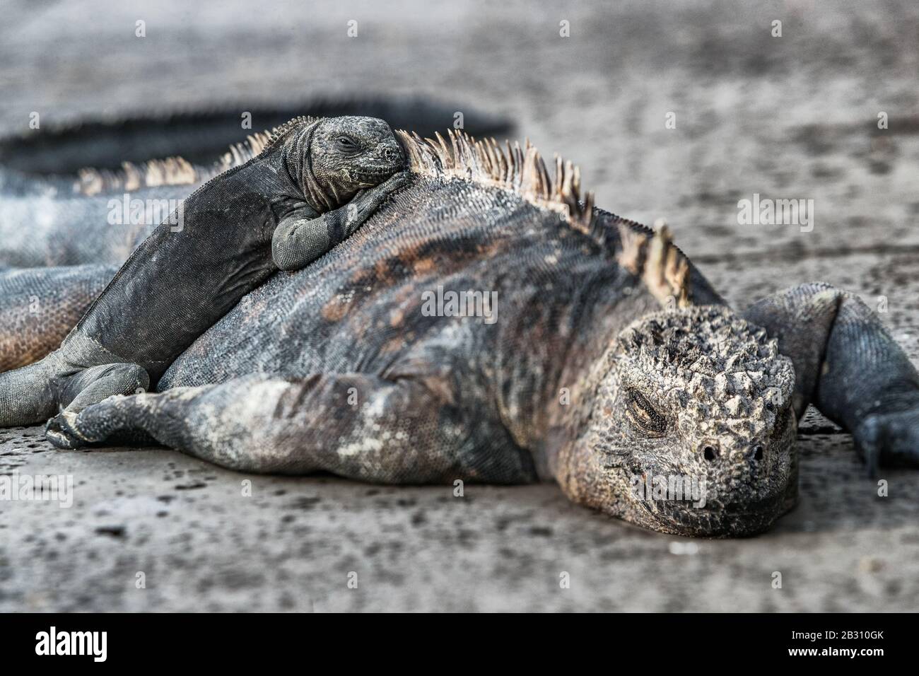 Galapagos Isole animali. Iguane sdraiate al sole sulla roccia. Marine iguana è una specie endemica delle isole Galapagos. Animali, fauna e natura dell'Ecuador. Iguana giovane e matura. Foto Stock