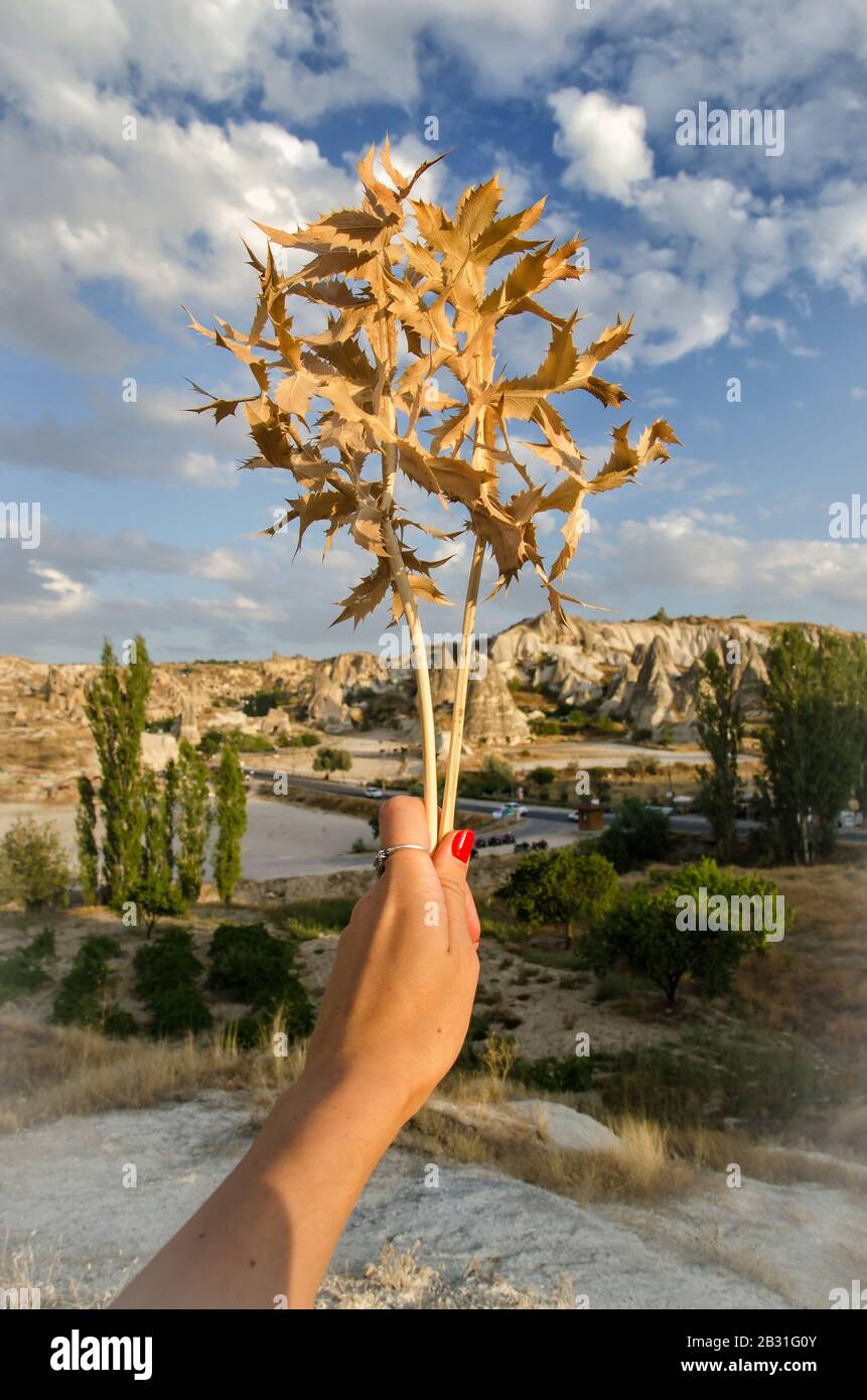 Mano sta tenendo una pianta asciutta bella sullo sfondo del paesaggio della Cappadocia Foto Stock
