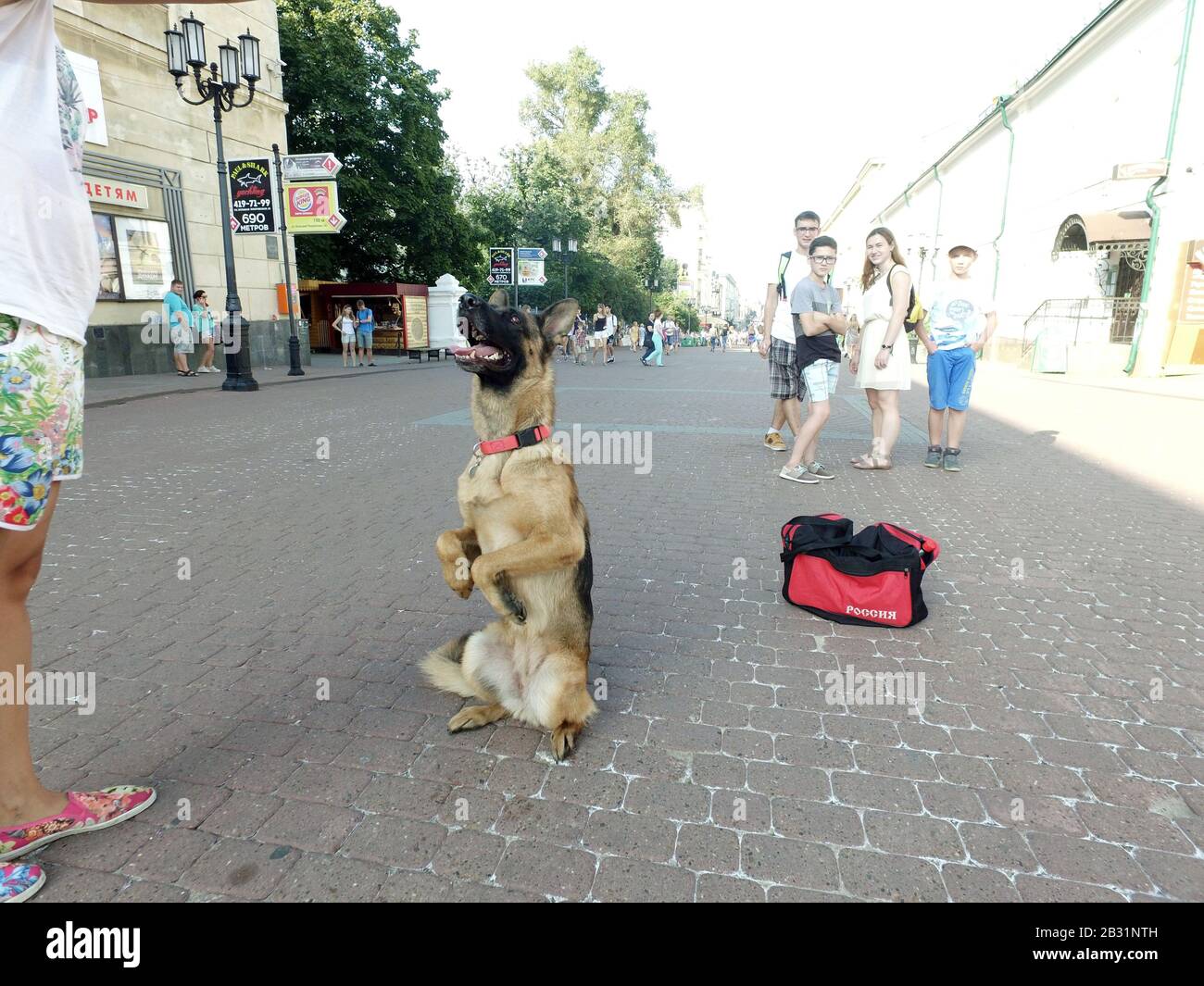 Un cane addestrato si leva in piedi su una Street.It della città sta in piedi sulle relative gambe posteriori e sta bunny.Dog pastore di razza. Esegue i numeri di formazione. Foto Stock