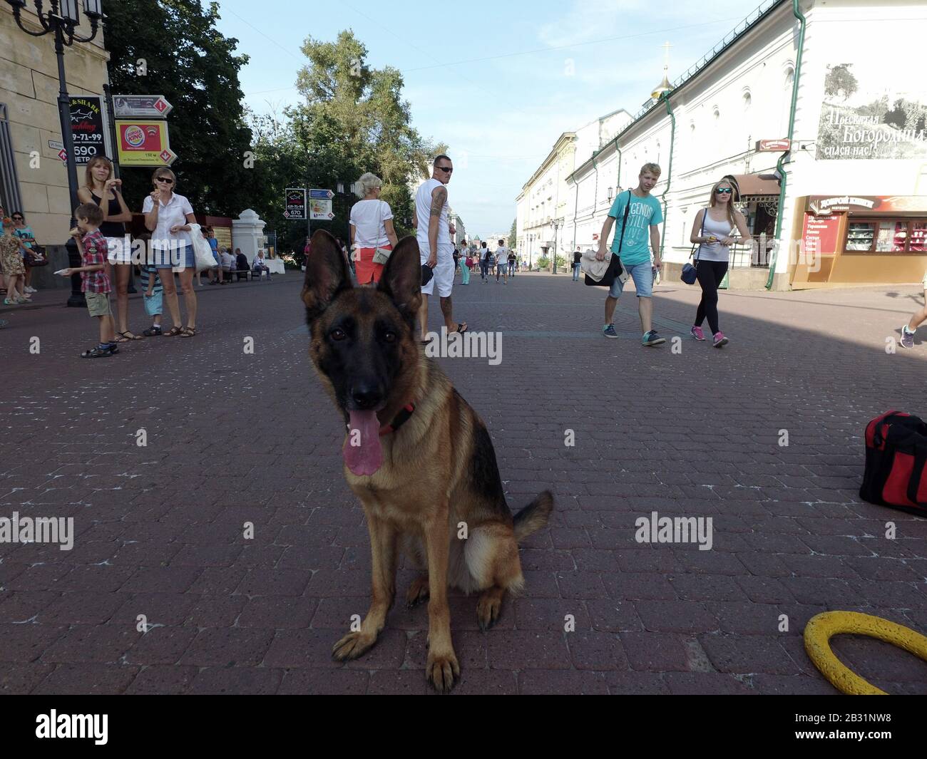 Un cane addestrato si leva in piedi su una Street.It della città sta in piedi sulle relative gambe posteriori e sta bunny.Dog pastore di razza. Esegue i numeri di formazione. Foto Stock