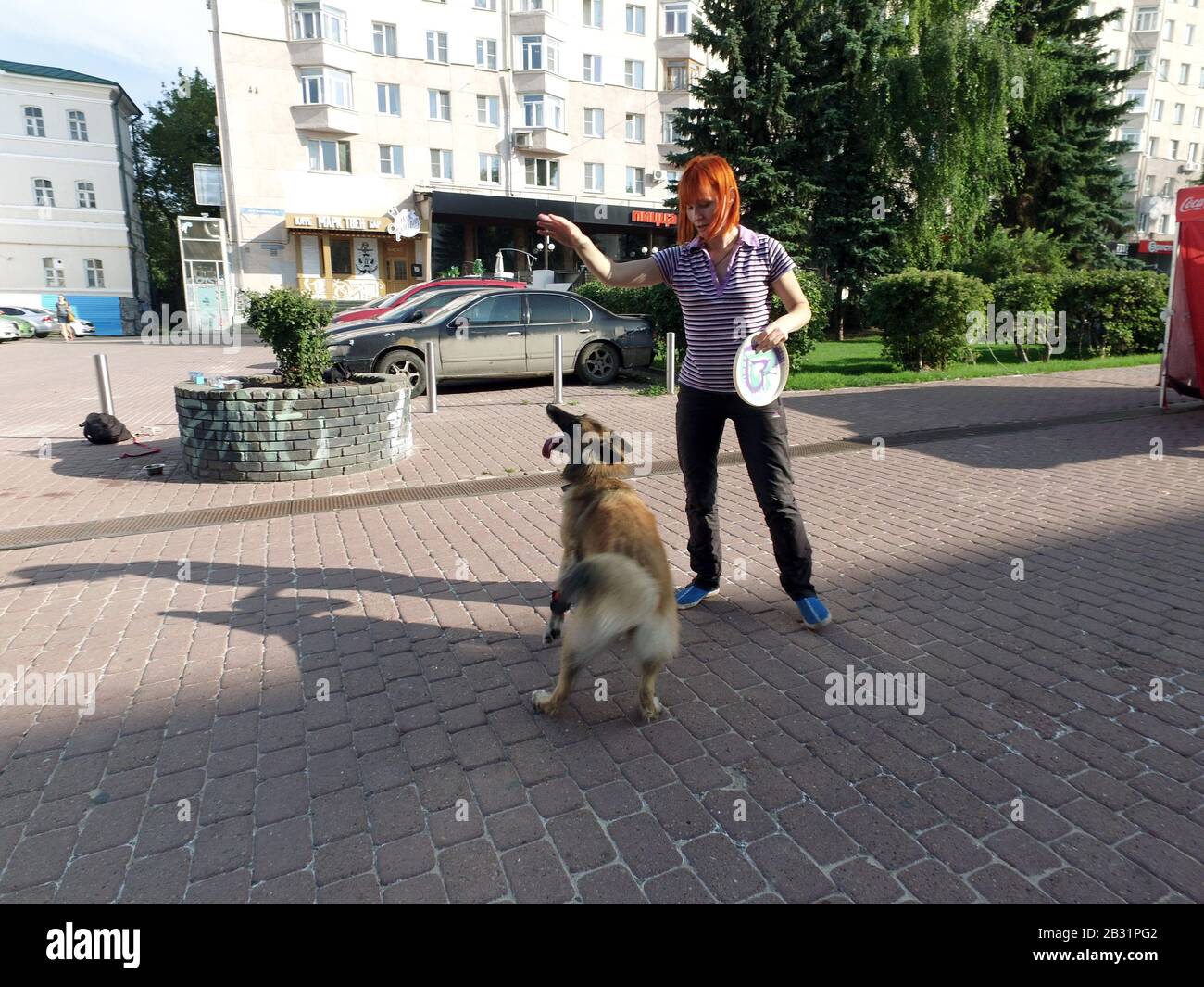 Un cane addestrato si leva in piedi su una Street.It della città sta in piedi sulle relative gambe posteriori e sta bunny.Dog razza collie . Esegue i numeri di formazione. Foto Stock