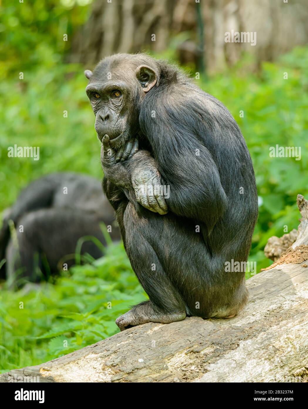 scimpanzee seduto su un ceppo e pensare, in zoo Foto Stock