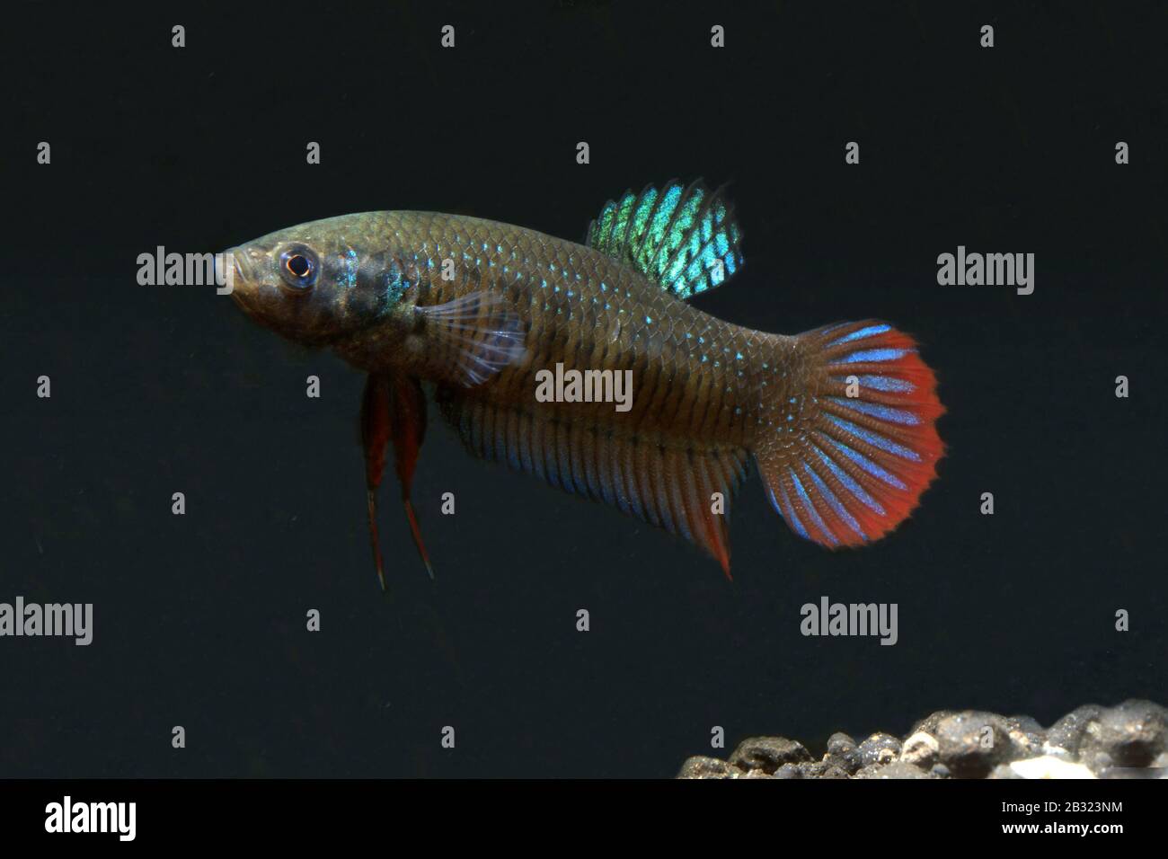 Cresent Betta, Betta imbellis, Pepacful betta Foto Stock