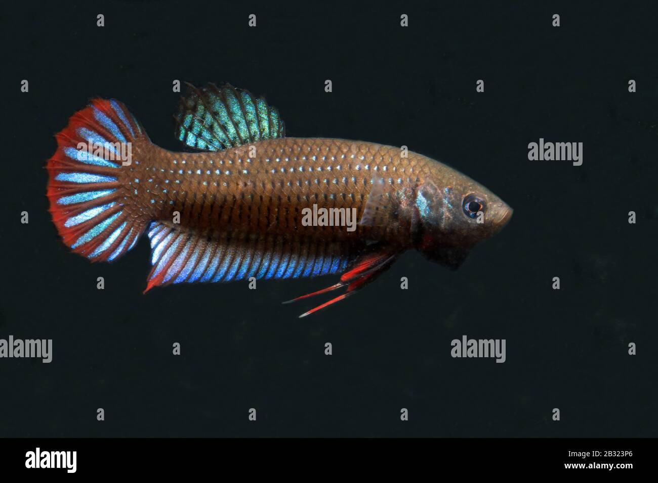 Cresent Betta, Betta imbellis, Pepacful betta Foto Stock