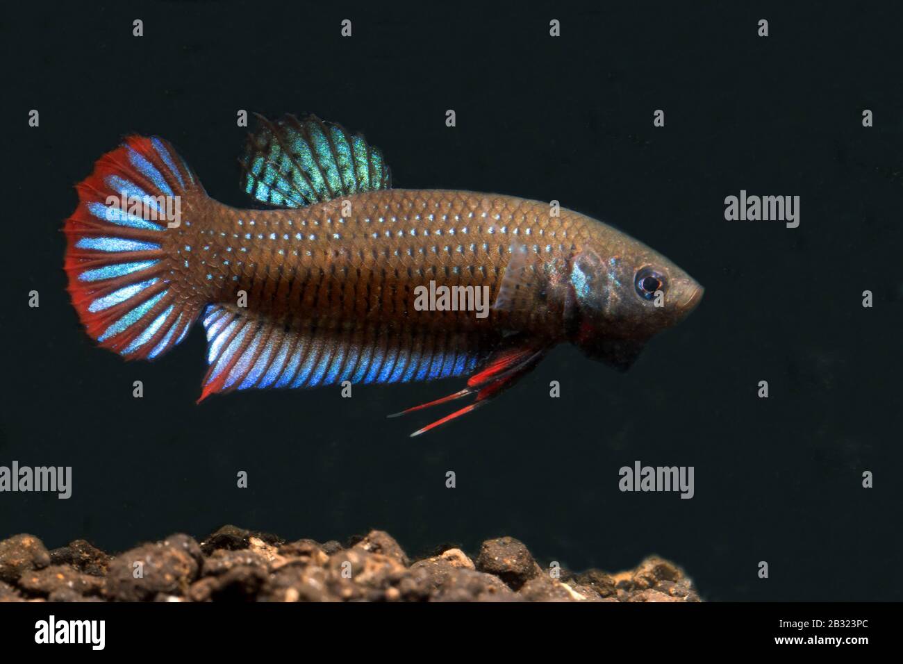 Cresent Betta, Betta imbellis, Pepacful betta Foto Stock