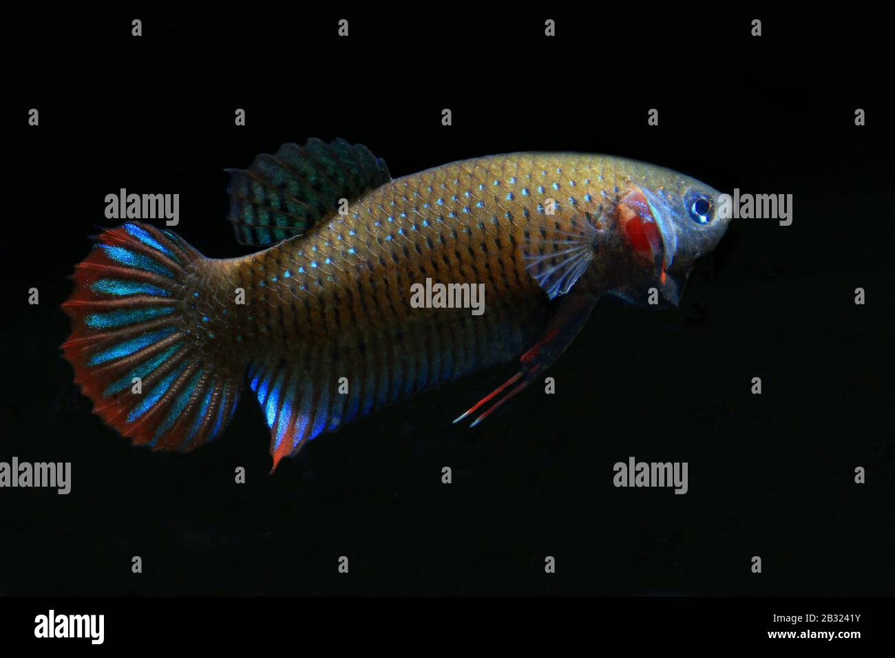 Cresent Betta, Betta imbellis, Pepacful betta Foto Stock