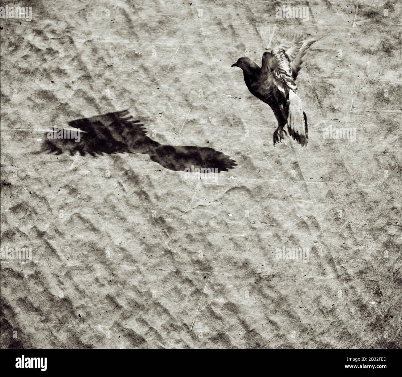 Pigeon in flight.Double esposizione per dare alla foto un aspetto vintage. Foto Stock