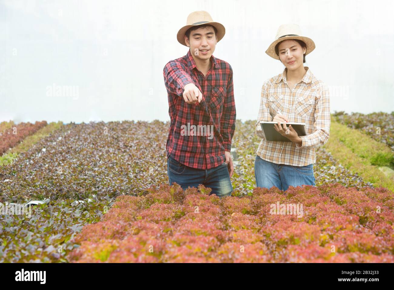 Agricoltura biologica vegetale, asiatici donna agricoltori ispezionare ortaggi biologici in azienda, insalata di verdure, fattoria di verdure per il commercio commerciale, piccoli busines Foto Stock