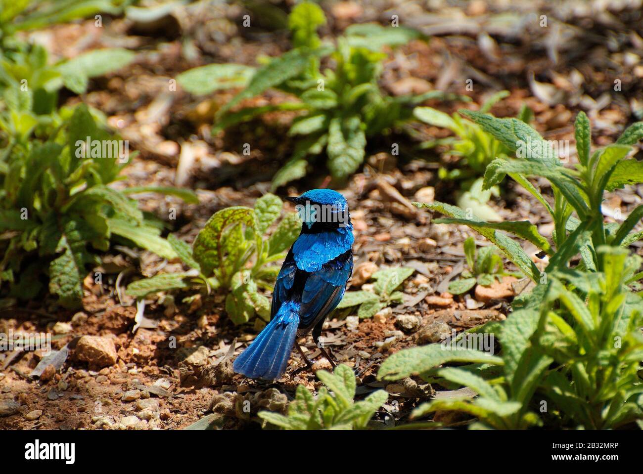 Superb Blue Wren - Fairywren Foto Stock