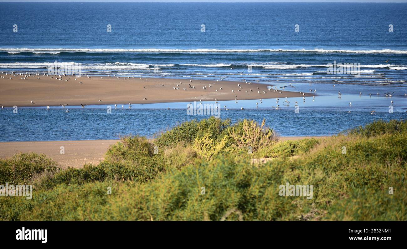 Paesaggio con uccelli sulla costa del Parco Nazionale di Souss massa, sud del Marocco Foto Stock