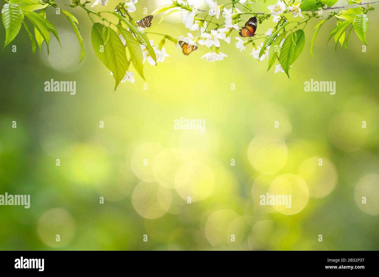 Fiore foglia sfondo bokeh sfocatura sfondo verde Foto Stock