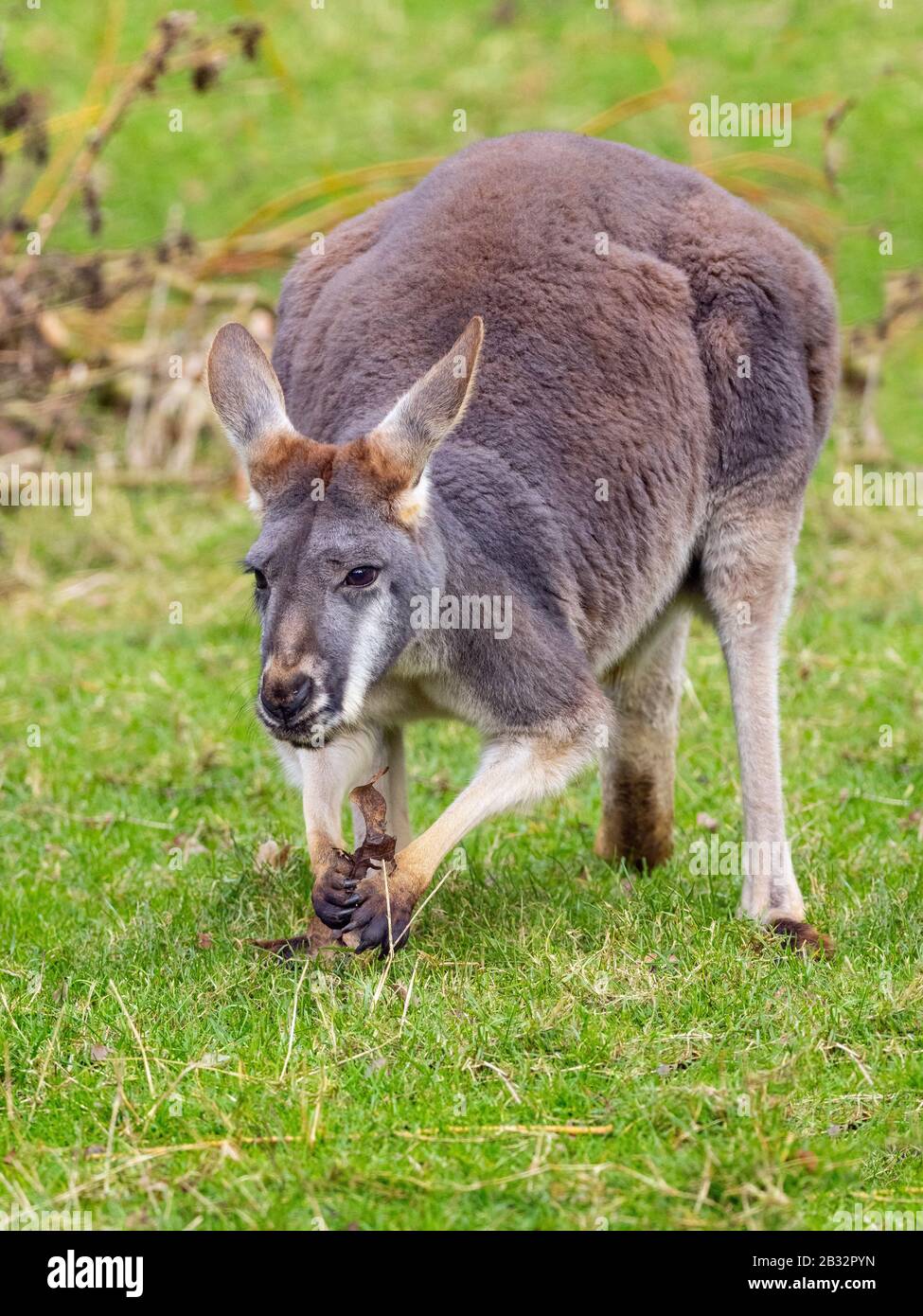 Grigio orientale kangaroo Macropus giganteus Foto Stock