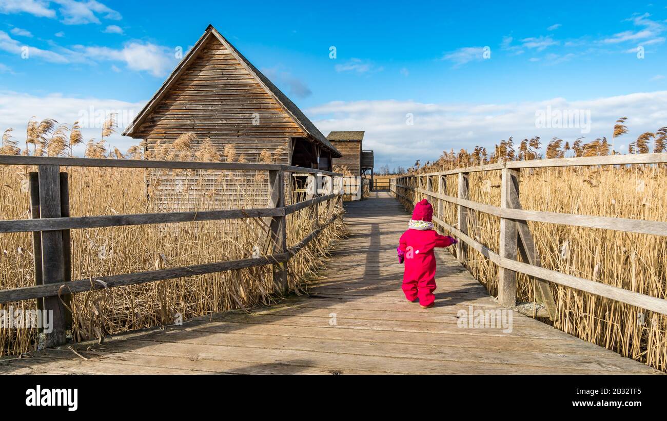 Giornata fantastica al sito patrimonio naturale del mondo di Federsee, vicino a Bad Buchau, alta Svevia, Germania. Foto Stock