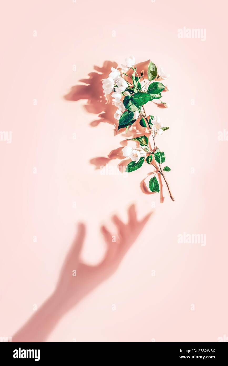 Layout creativo con un ramo di fiori di mela su sfondo rosa pastello. Disposizione piatta. Concetto minimo di primavera Foto Stock