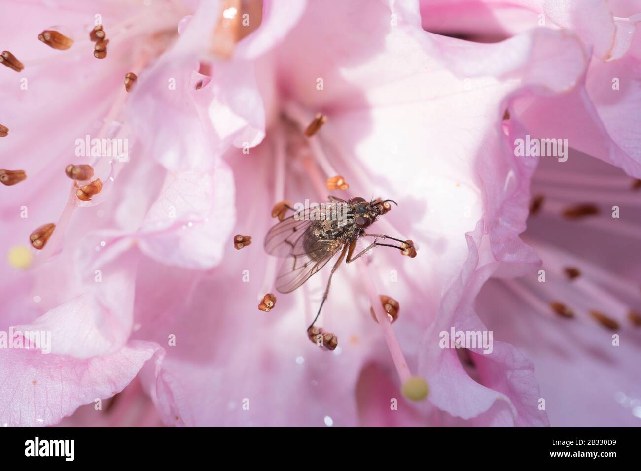 Molla a spirale Blloming Foto Stock