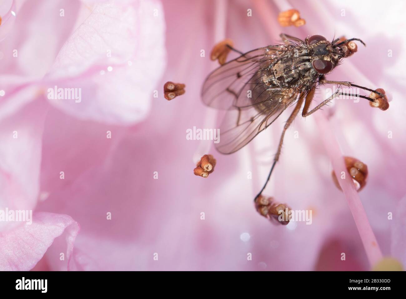 Molla a spirale Blloming Foto Stock