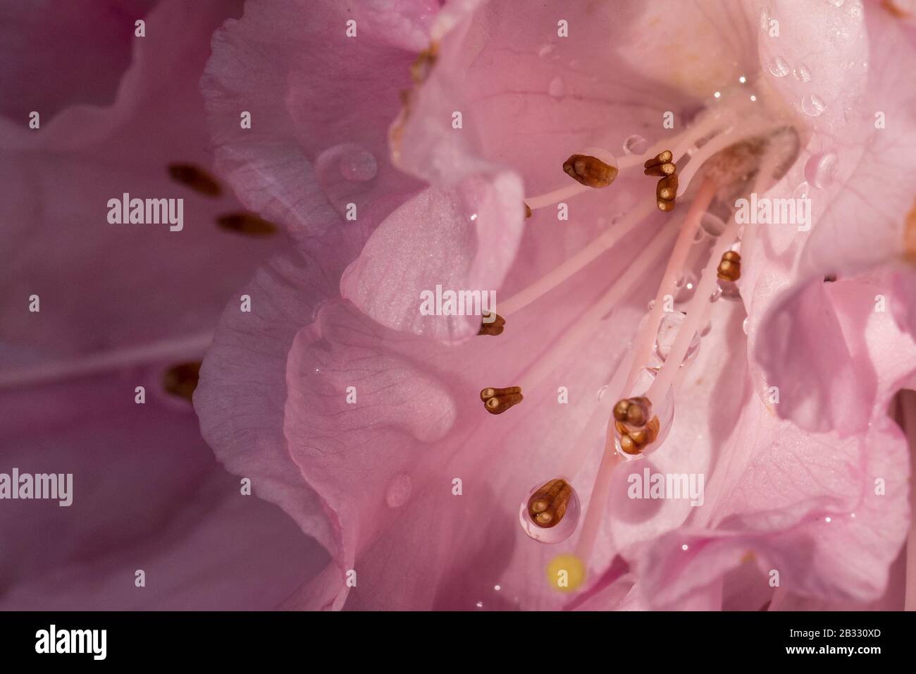 Molla a spirale Blloming Foto Stock