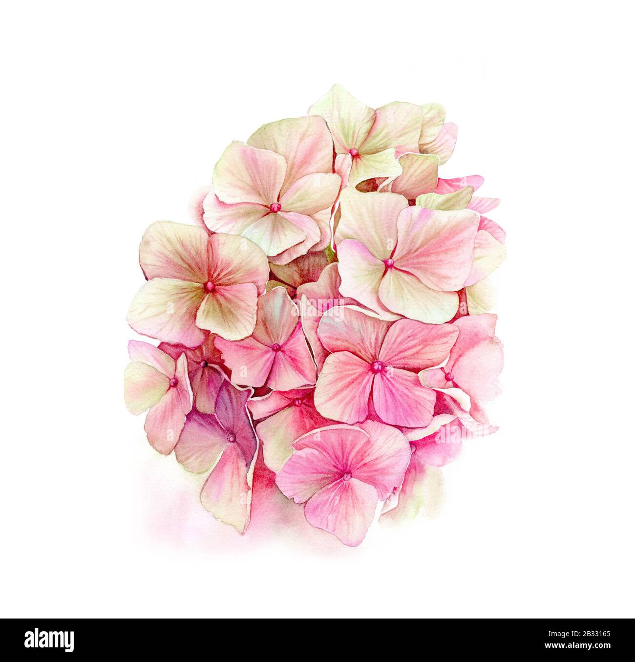 Acquerello rosa hortensia. Grande e dettagliato fiore di hydrangea. Colore pesca e beige. Illustrazione botanica disegnata a mano isolata su bianco per Foto Stock
