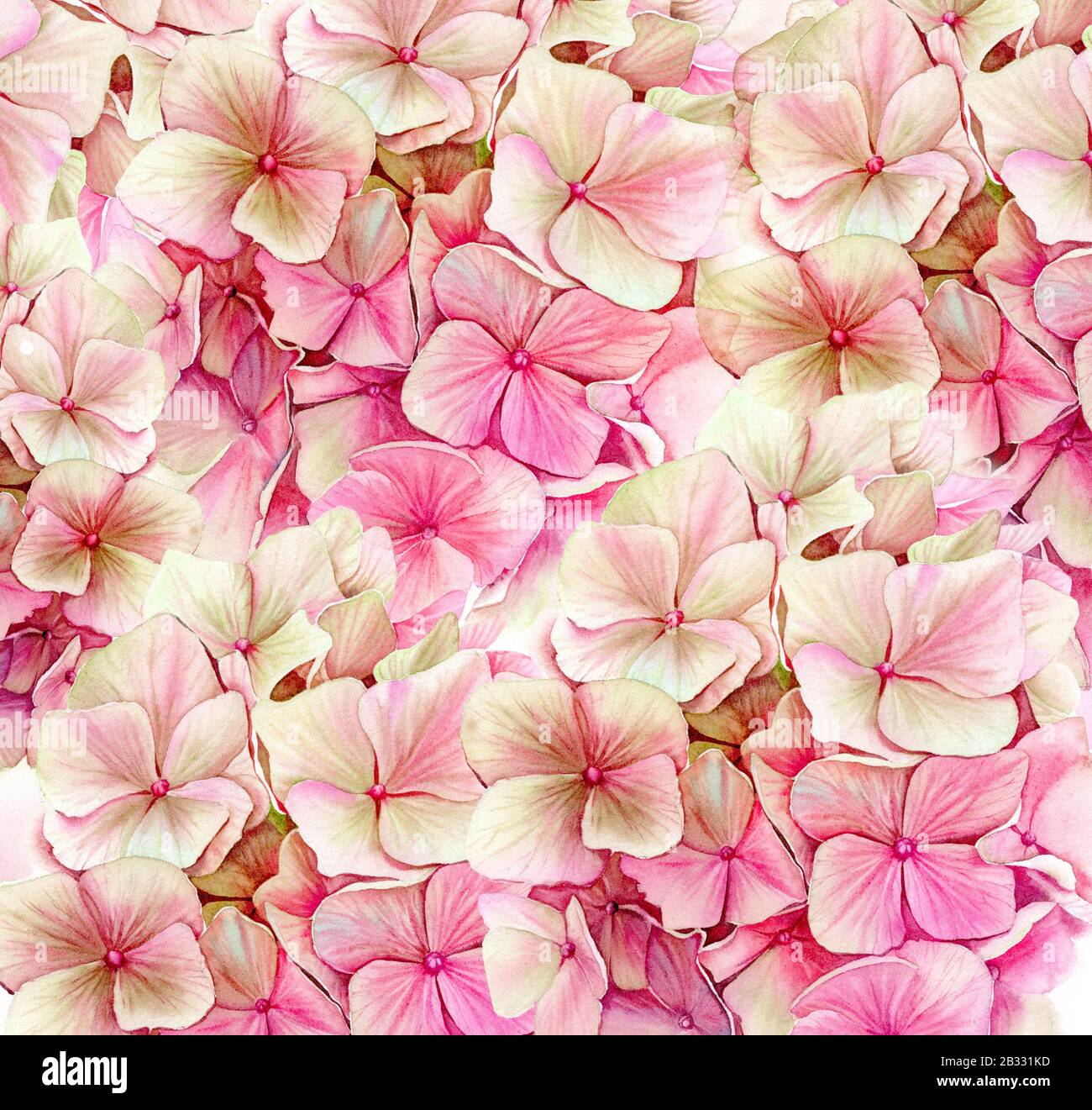 Sfondo acquerello con idrangea rosa. Grande dettaglio hortensia fiori. Colori vivaci rosa e beige. Illustrazione floreale disegnata a mano per il matrimonio Foto Stock