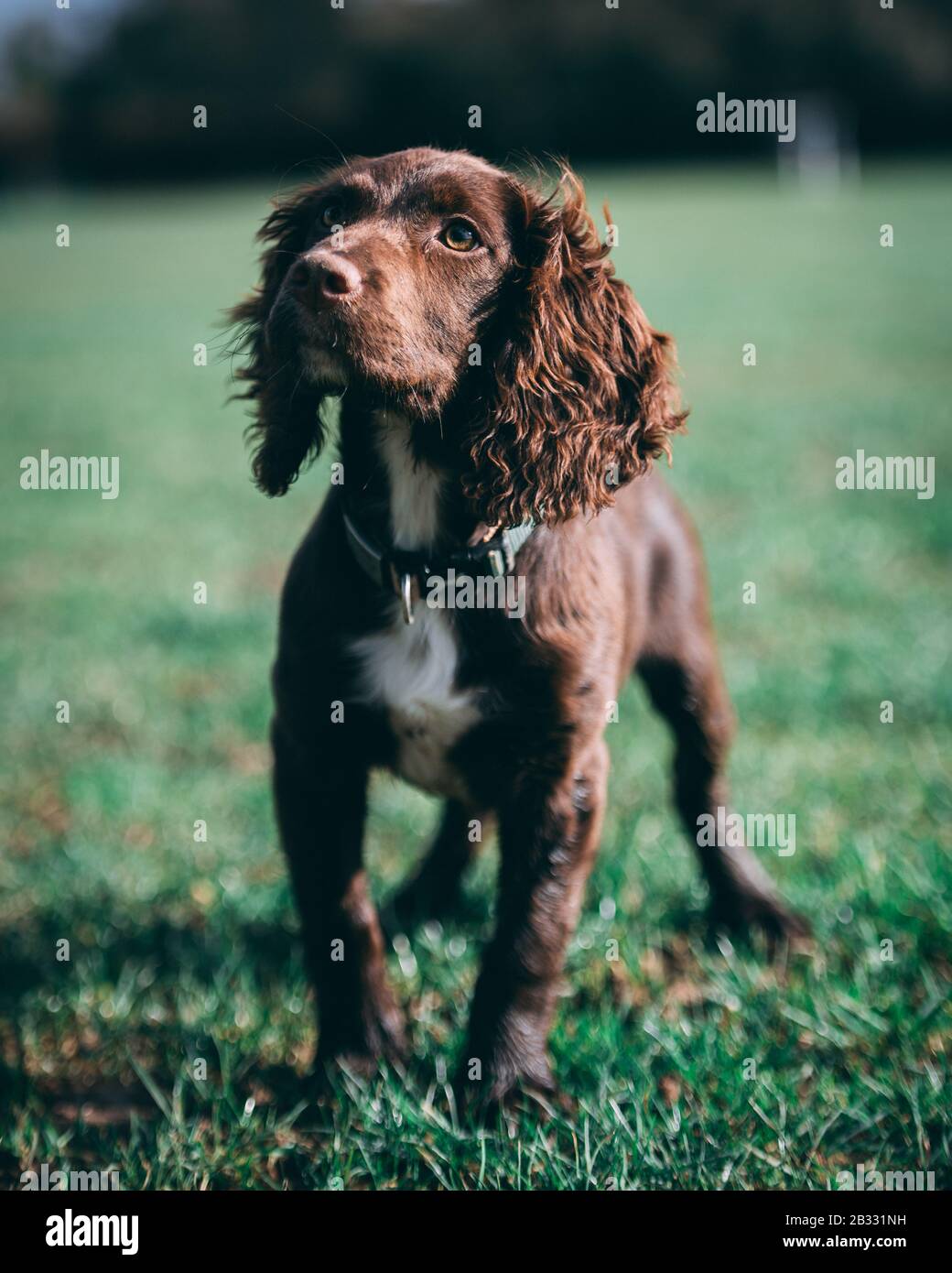 Cucciolo nel parco Foto Stock