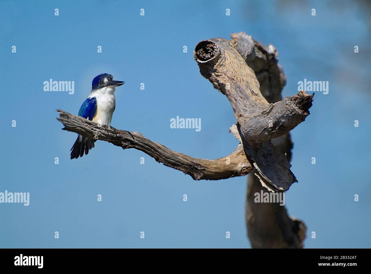 Australia, uccello Kingfisher Foto Stock