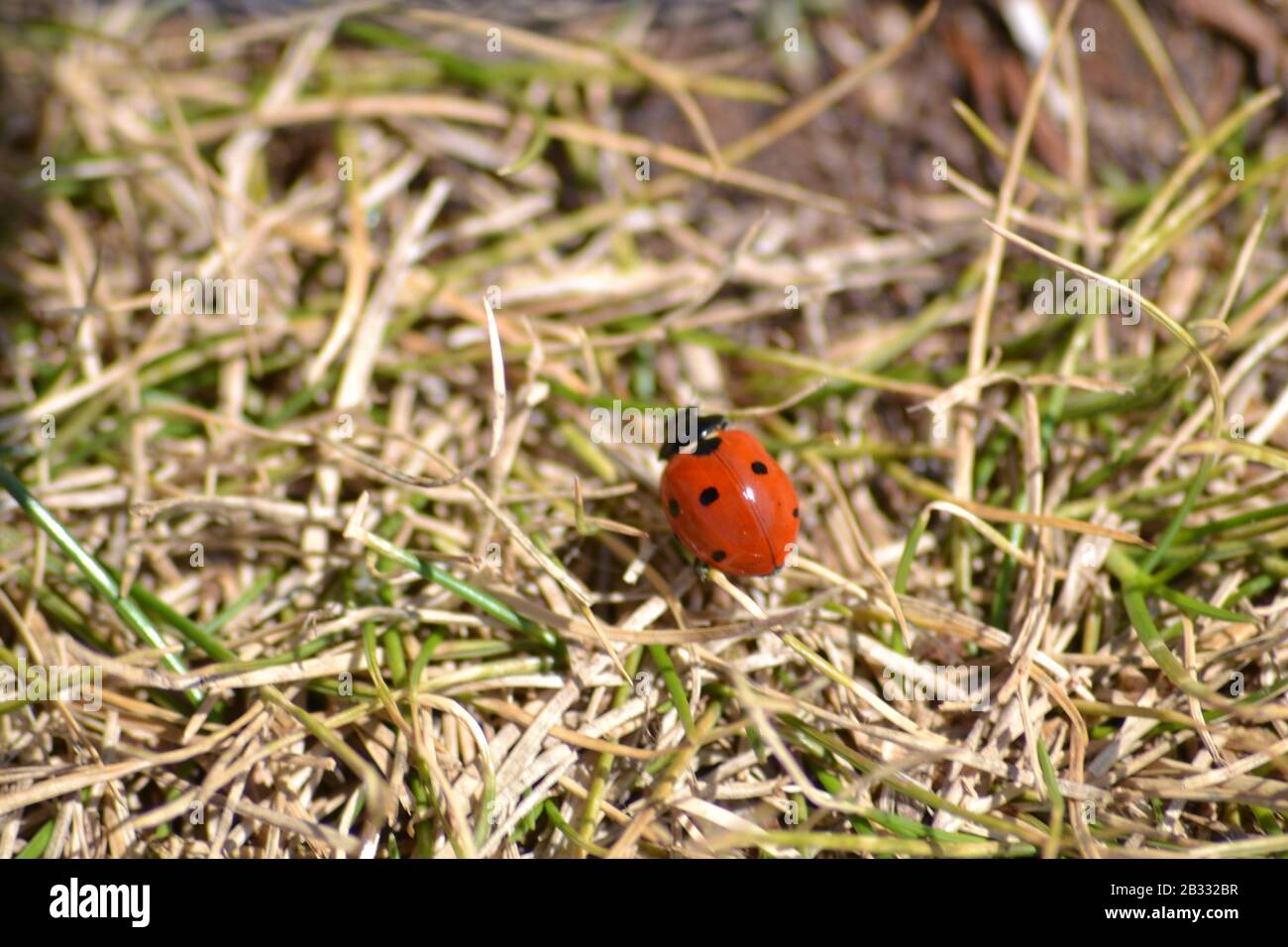 7 Spot Ladybird a Grassland sulla costa occidentale del Galles. Foto Stock