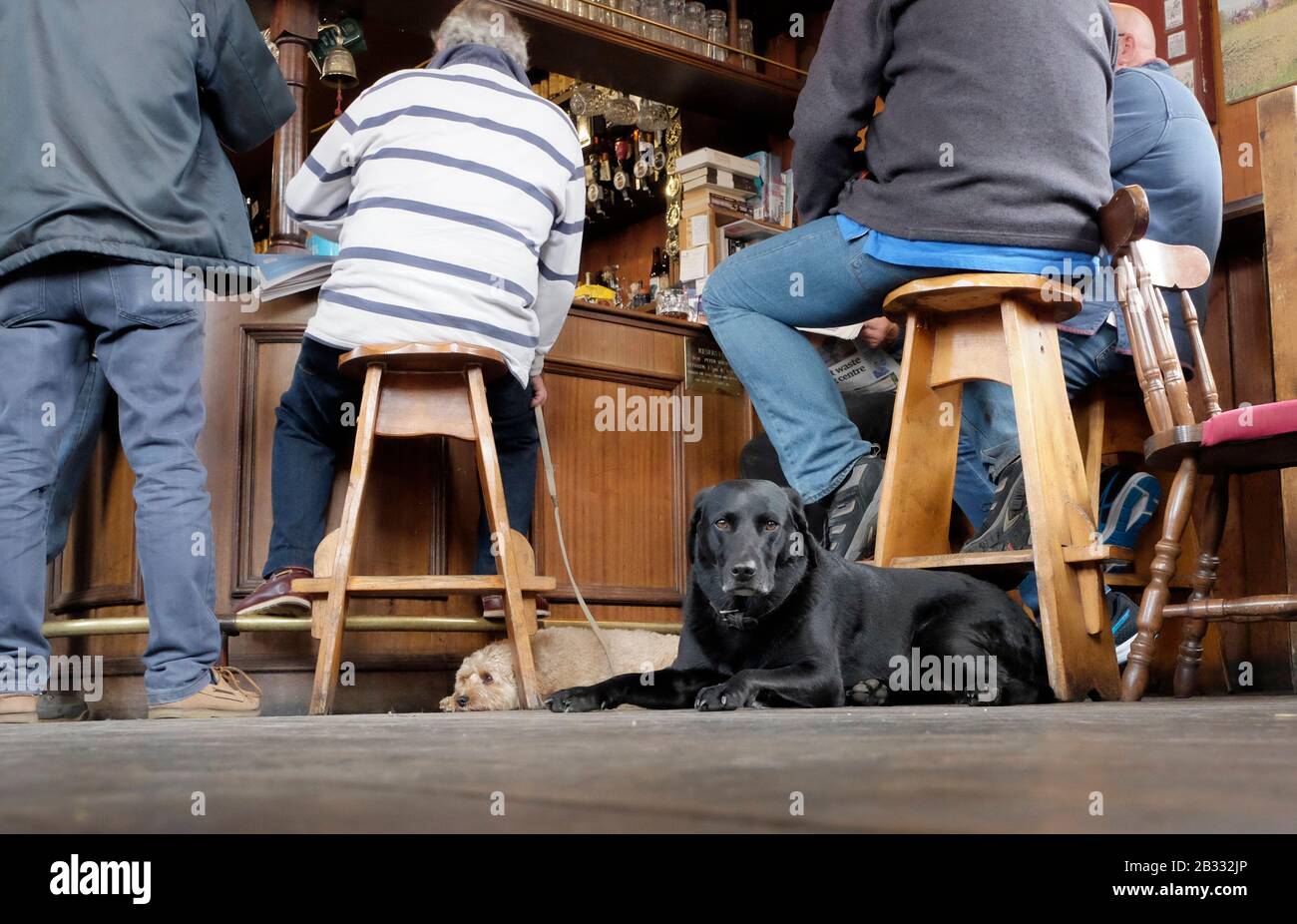 Uomini seduti al bancone del White Hart ad Aldeburgh, nel Suffolk, un pub amichevole verso i cani. Foto Stock