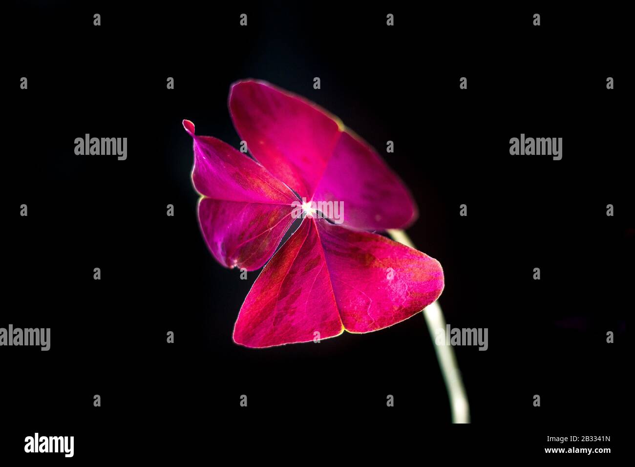 Bella oxalis purpurea foglie su sfondo nero Foto Stock