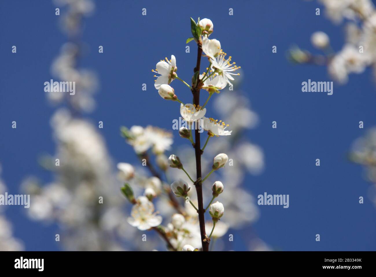 Fiori bianchi di fioritura Sour Cherry Tree Prunus Cerasus verso il cielo blu nella stagione primaverile close up infiorescenza sognante con sfondo sfocato Foto Stock