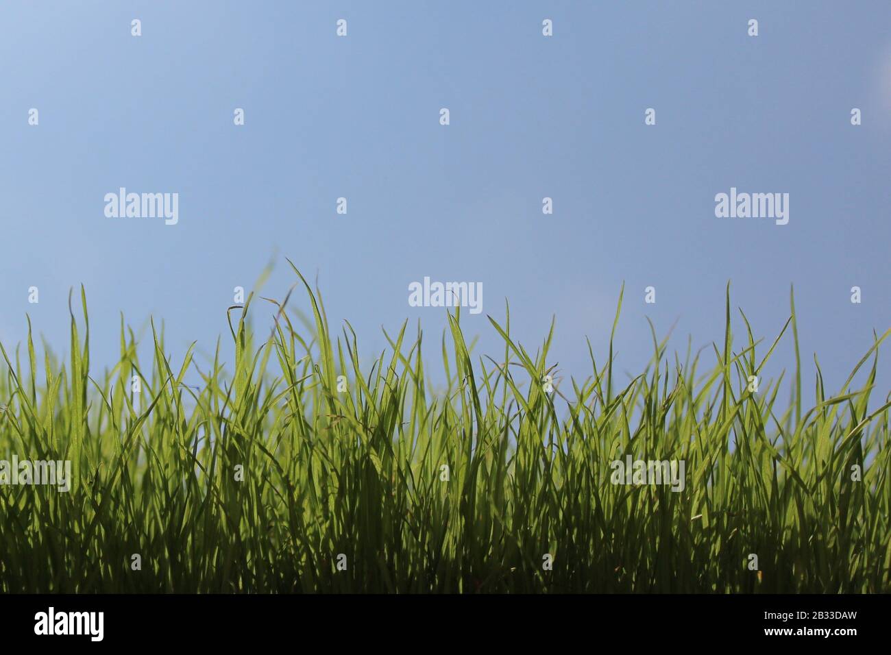 L'immagine mostra l'erba di fronte al cielo verde senza nuvole Foto Stock