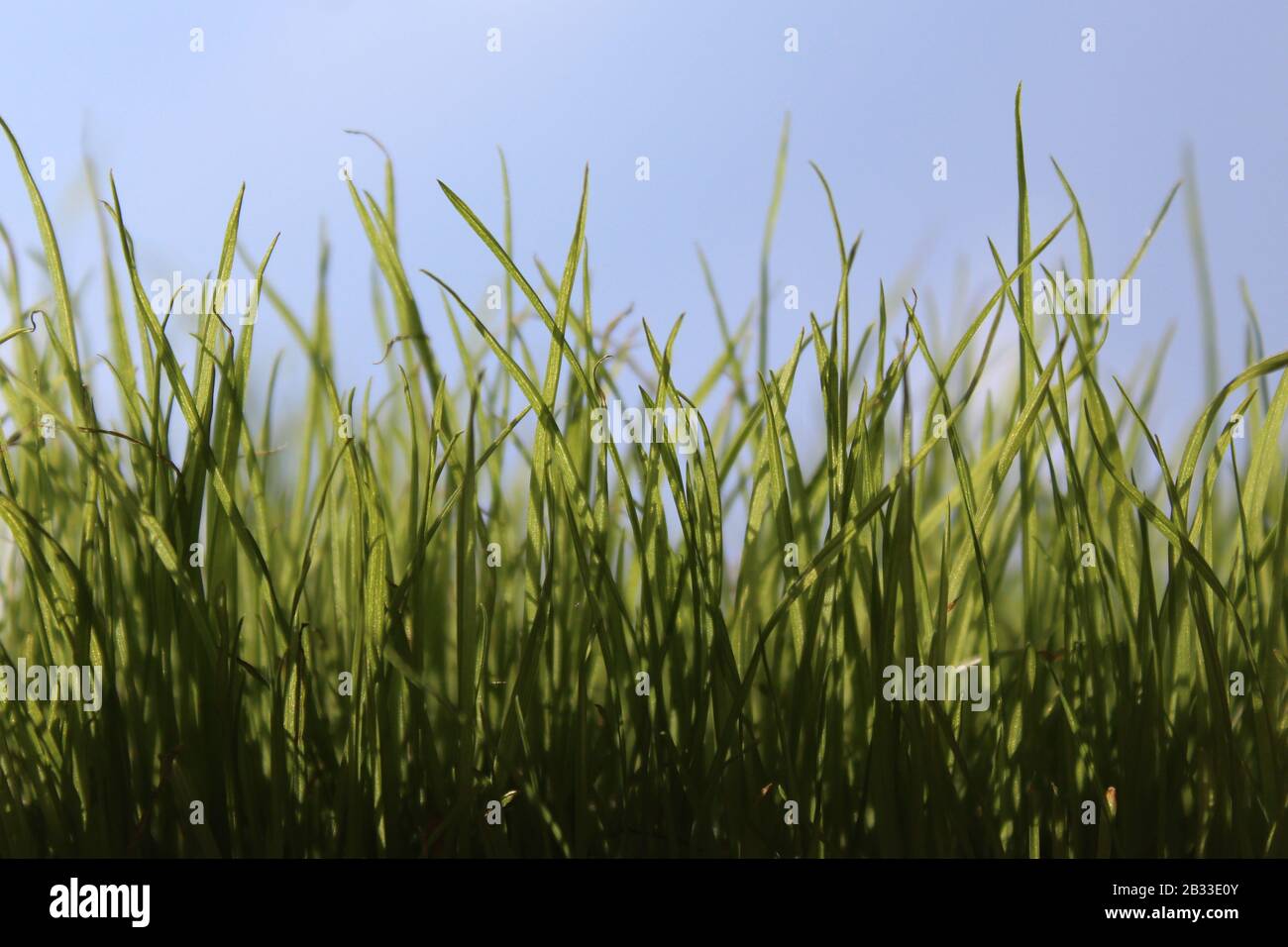 L'immagine mostra l'erba di fronte al cielo verde senza nuvole Foto Stock