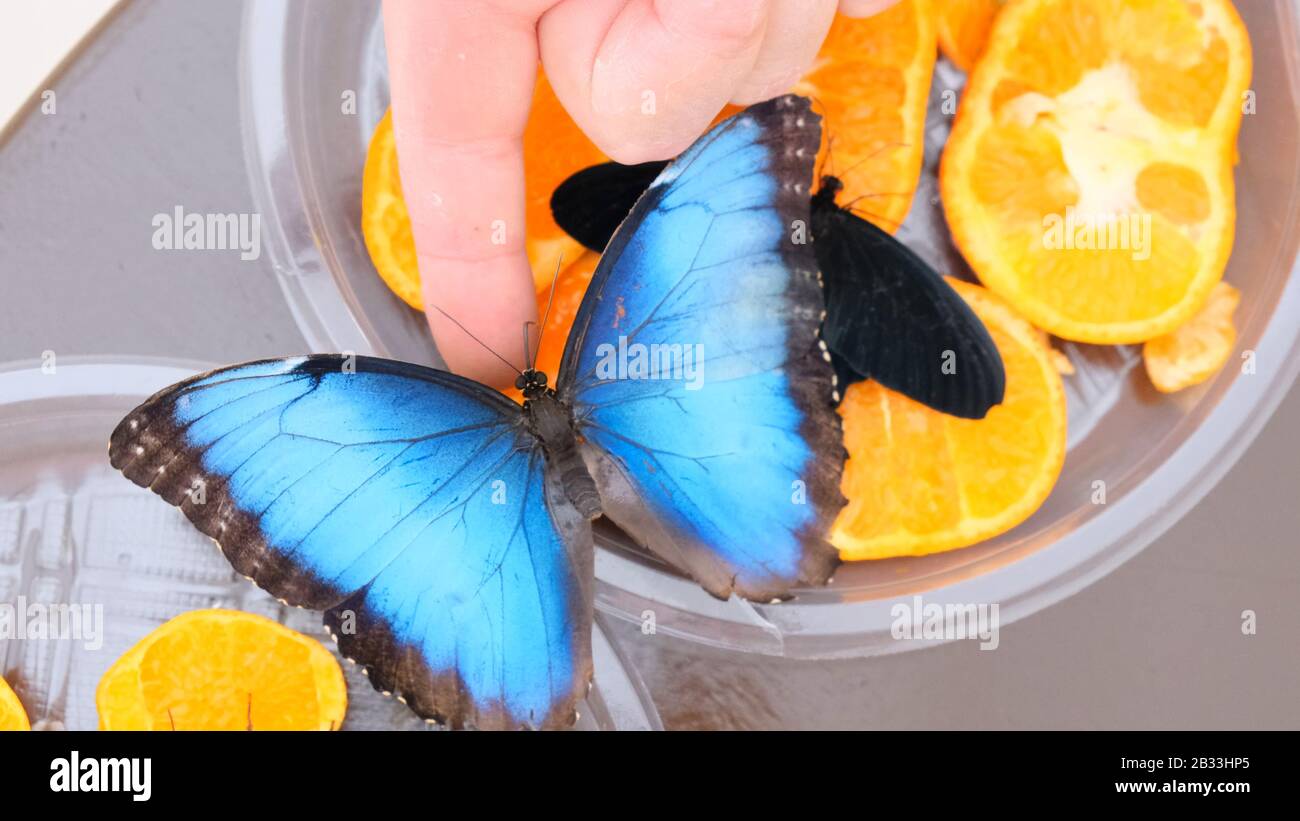 Grande farfalla blu si siede su una mano maschio. Primo piano. Foto Stock