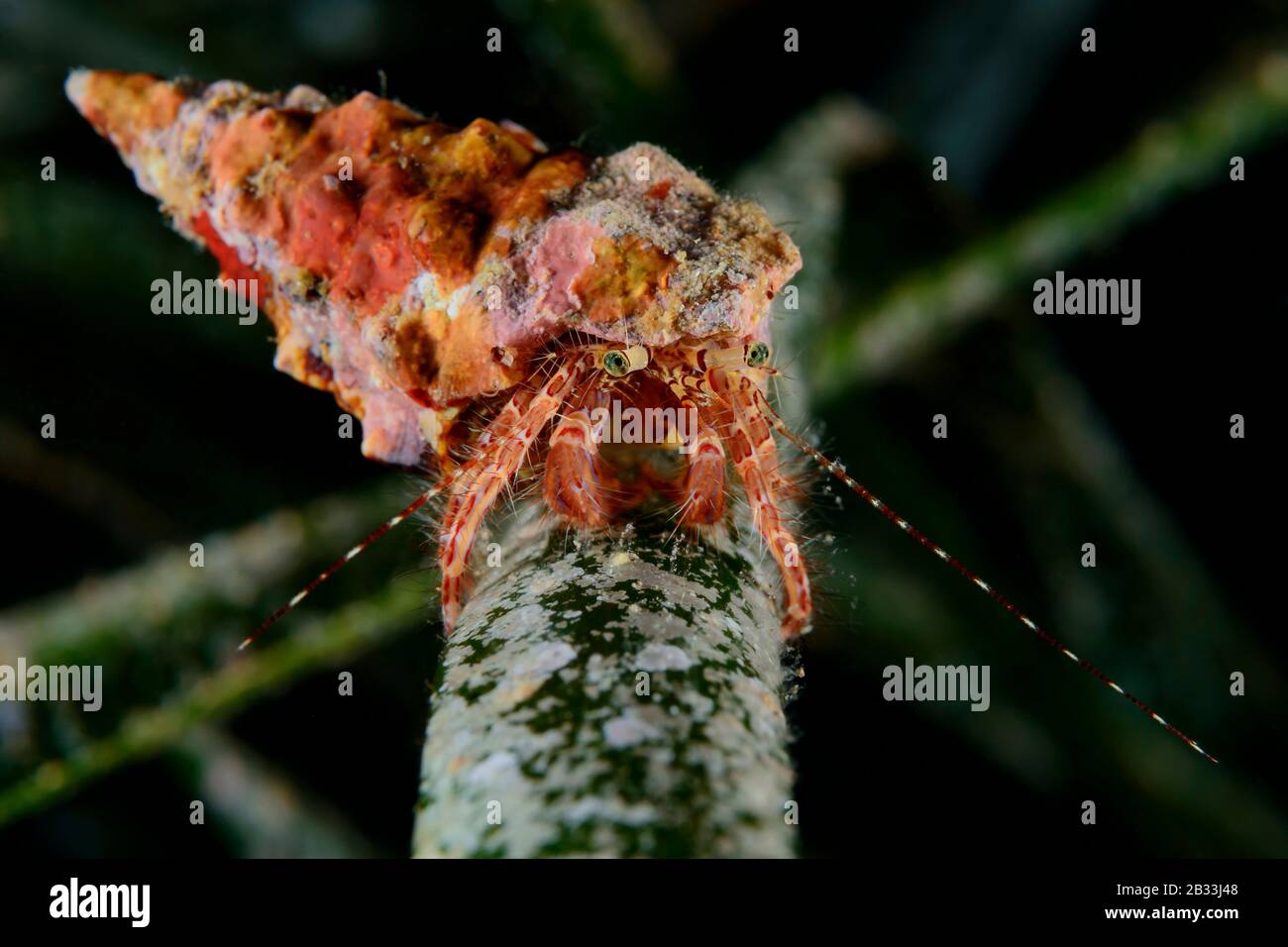 Granchio eremita a strisce, Pagurus anachoretus, Tamariu, Costa Brava, Spagna, Mar Mediterraneo Foto Stock