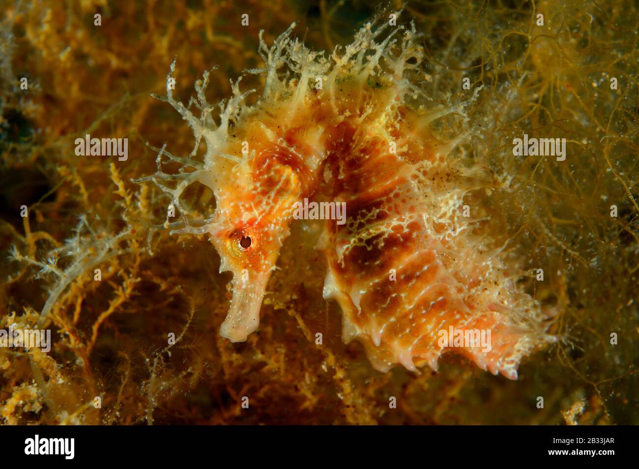 Cavalluccio marino a lungo snouted, Hippocampus guttulatus, Tamariu, Costa Brava, Spagna, Mar Mediterraneo Foto Stock