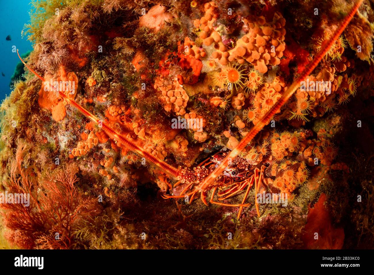 Aragosta spinosa europea, Palinurus elephas, nella colorata barriera corallina mediterranea, Tamariu, Costa Brava, Spagna, Mar Mediterraneo Foto Stock