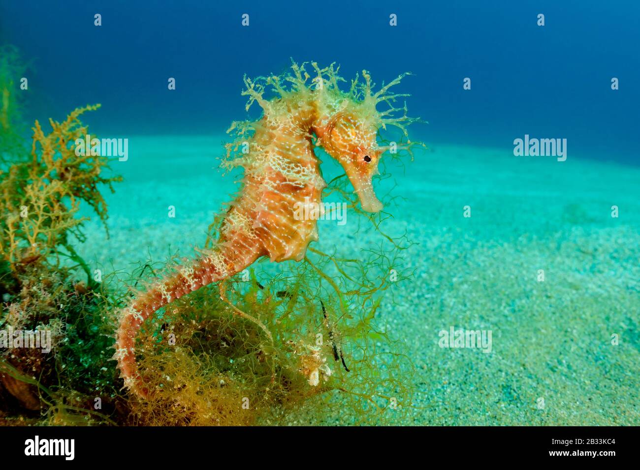 Cavalluccio marino a lungo snouted, Hippocampus guttulatus, Tamariu, Costa Brava, Spagna, Mar Mediterraneo Foto Stock