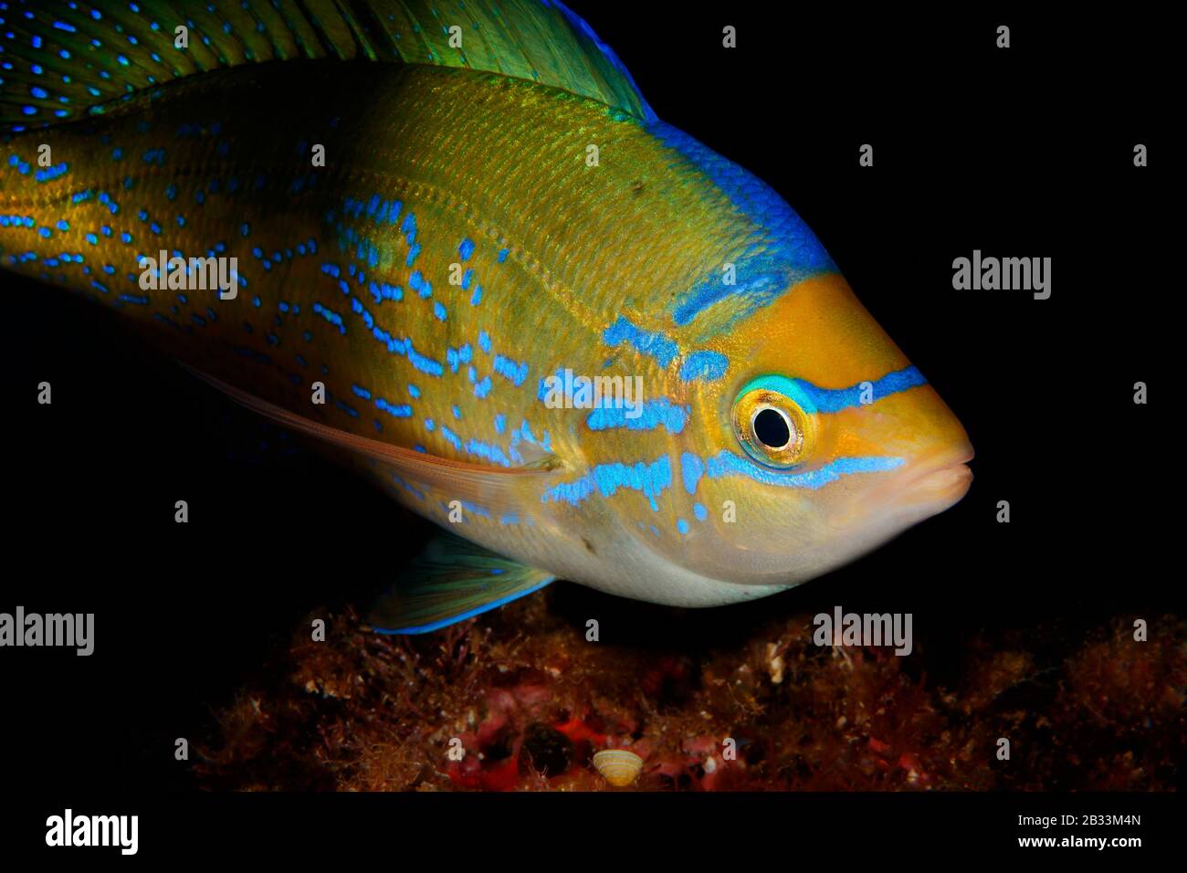 Picarel, Spicara Maena, Tamariu, Costa Brava, Spagna, Mar Mediterraneo Foto Stock