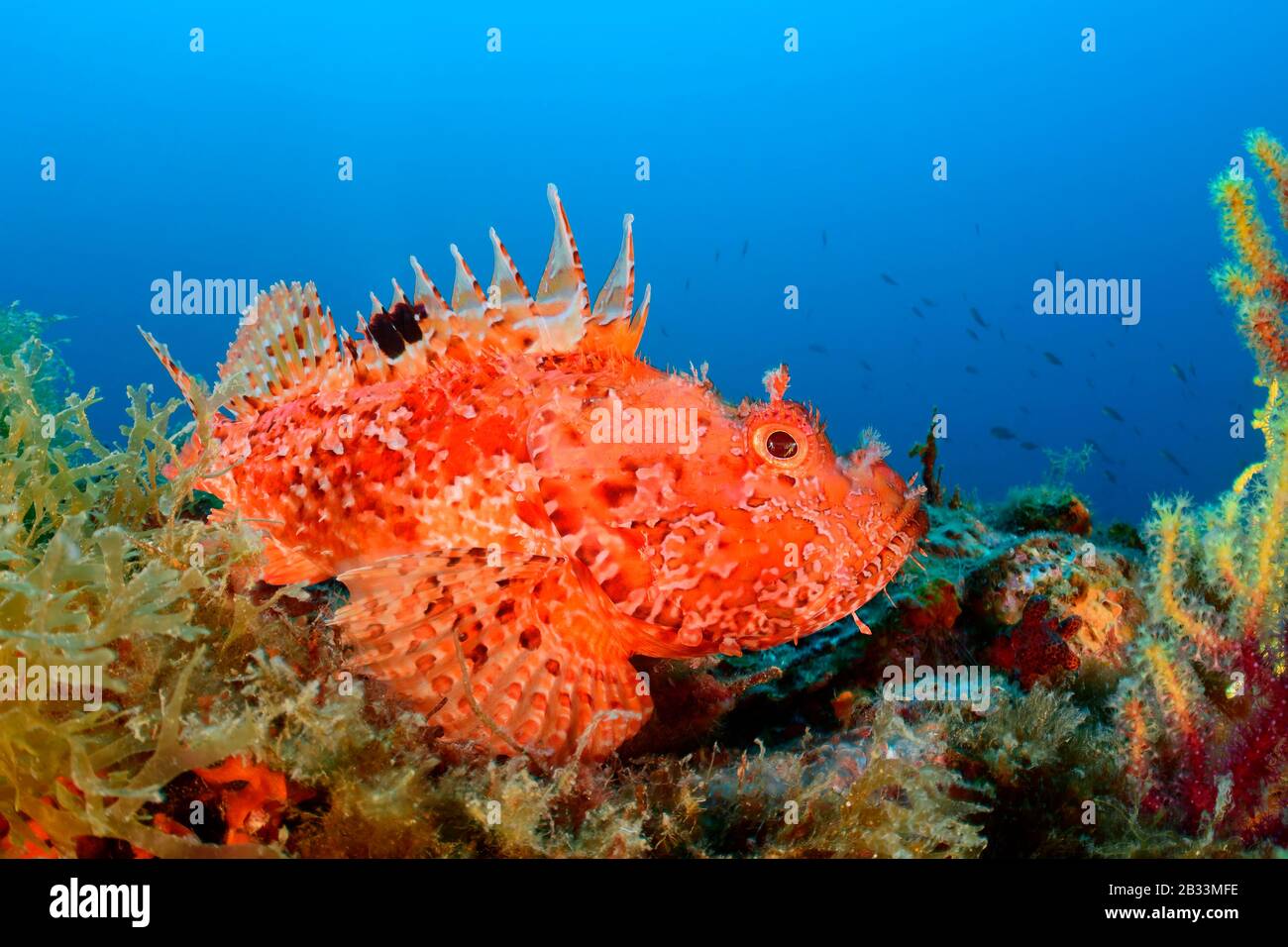 Scorfano Rosso, Scorpaena Scrofa, Tamariu, Costa Brava, Spagna, Mar Mediterraneo Foto Stock