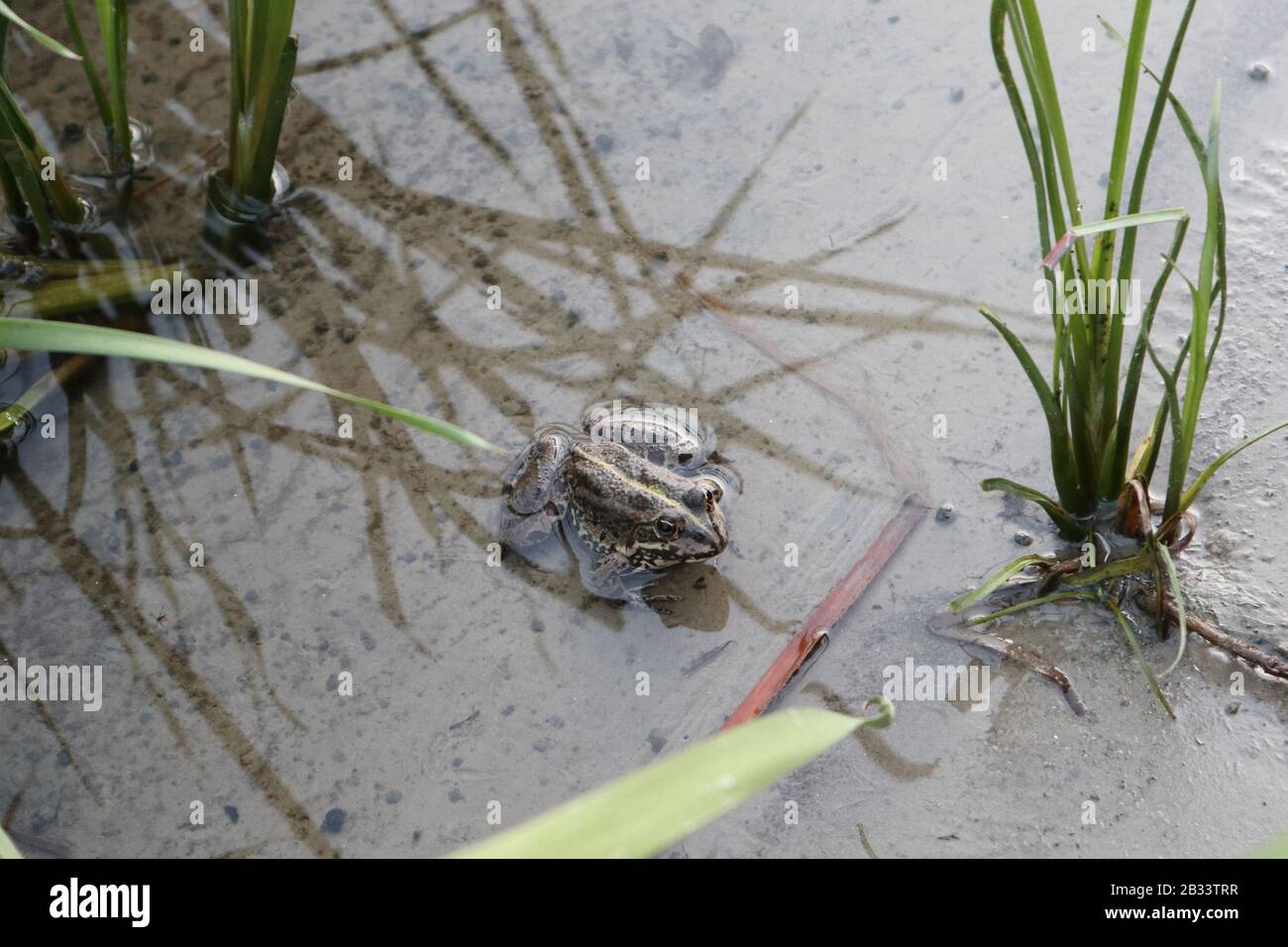 Rana seduto sulla riva del fiume riva primo piano biologia selvaggia fauna natura foto Foto Stock