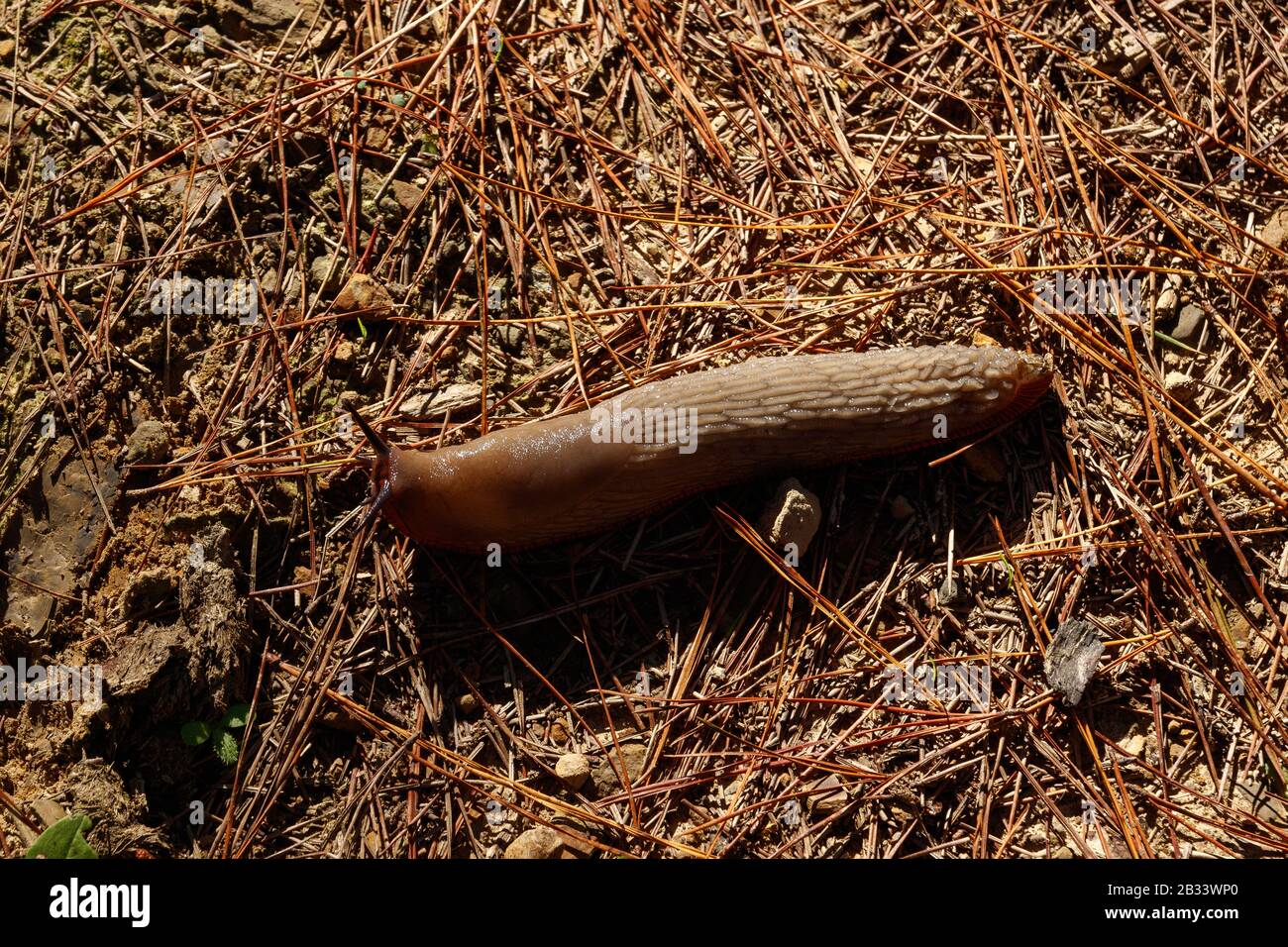 abbraccio marrone nel pavimento Foto Stock