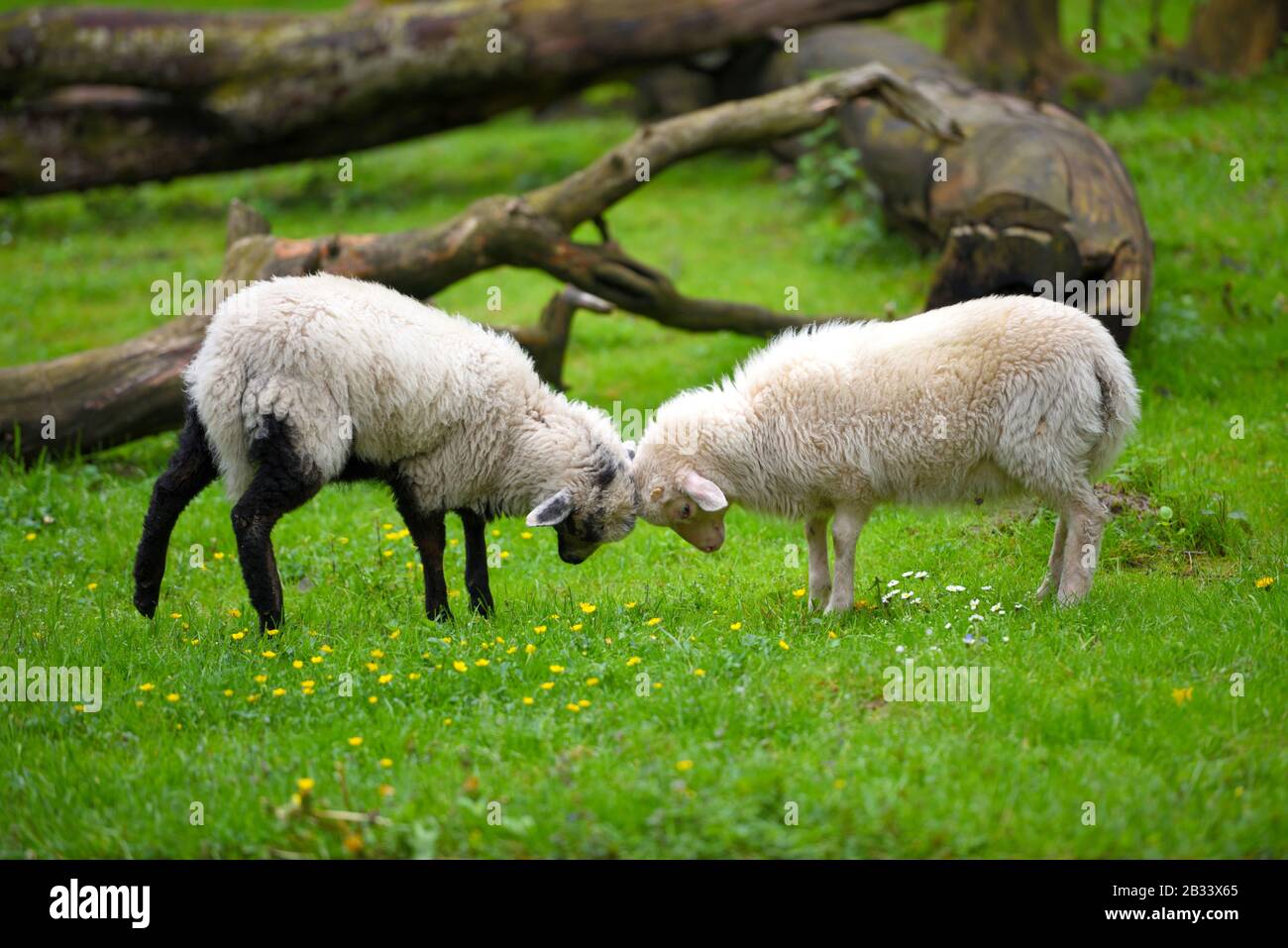 Due pecore che combattono sul prato verde Foto Stock